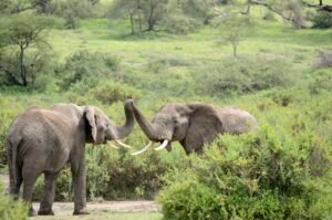 Udawalawe National Park