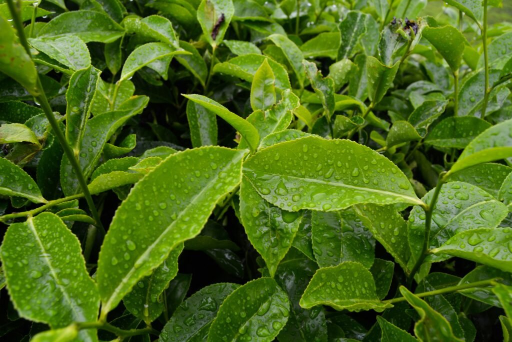 Nuwara Eliya
